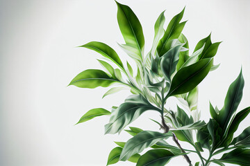 Botanic white background green transparent 4K created by AI technology