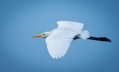 White heron and Cattle Egret bird (bog pakhi) flying on the blue sky with natural view background, selective focus images.
