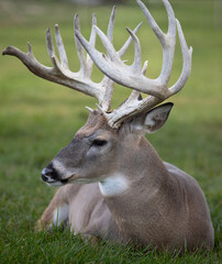 deer stag - 560496331