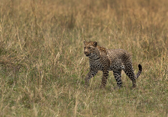 Portrait of a leopard taken while walking in the grasses, Masai Mara.