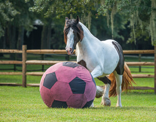 Gypsy horse plays with large ball in grass paddock