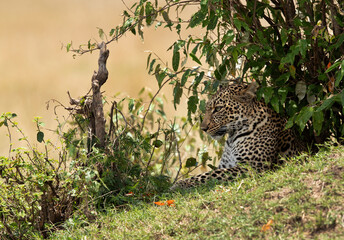 A Leopard resting under a bush, Masai Mara, Kenya