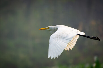 White heron and Cattle Egret bird (bog pakhi) flying on the field with green background, selective focus images.