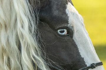 Detail on crystal blue eye of  Gypsy Vanner Horse,