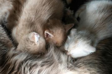 Close up of breast feeding of three cute white and red kittens by their mother cat