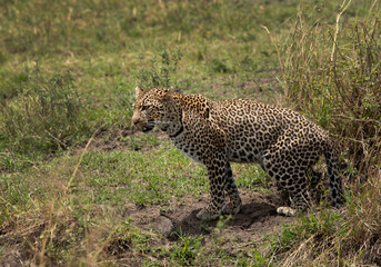 A leopard on green at Masai Mara, Kenya