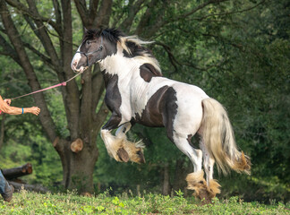 Obraz na płótnie Canvas Gypsy Vanner Horse on lead leaps in air