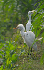 White heron and Cattle Egret bird (bog pakhi) on the field with green background, selective focus images.