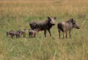 Naklejka na ściany i meble Warthog family at Masai Mara, Kenya