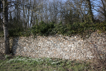 Fototapeta premium Galanthus nivalis - Snowdrops growing near a stone wall - France