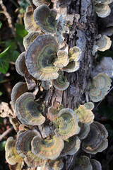 Trametes versicolor - Turkey tail - Basidiomycetes - Polyporales - Polyporaceae - Trametes