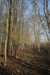 Forest in place of a disused railway - Bleury Saint Symphorien - département d'Eure-et-Loir - région Centre-Val de Loire - France