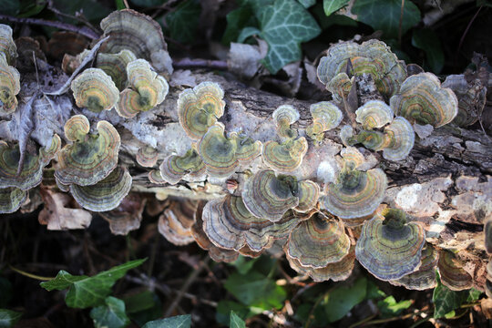 Trametes versicolor - Turkey tail - Basidiomycetes - Polyporales - Polyporaceae - Trametes