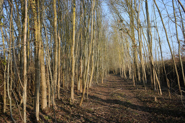 Forest in place of a disused railway - Bleury Saint Symphorien - département d'Eure-et-Loir - région Centre-Val de Loire - France