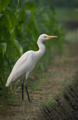White heron and Cattle Egret bird (bog pakhi) on the field with green background, selective focus images.