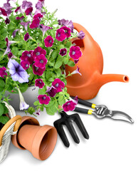 Beautiful plants in flowerpots and gardening tools