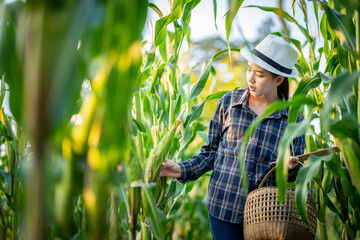 Asian female farmer in Thailand inspecting corn planted in a corn field. and plan for quality care for good productivity