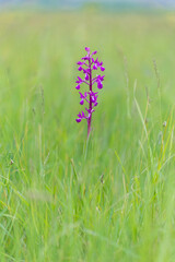 Anacamptis laxiflora Lax-flowered orchid flower spike in grass meadow in Spring south of France
