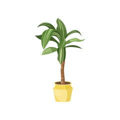Fototapeta na wymiar Corn plant flat vector illustration. Indoor flower or plant in flowerpot or vase, corn plant in pot isolated on white background. Interior, urban jungle concept