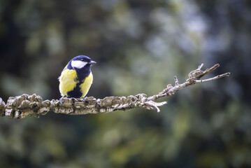 Fototapeta premium One of the most familiar birds in Europe's parks and gardens, the great tit (Parus Major). Perched on a branch.