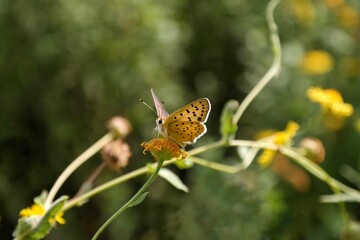 butterfly on flower