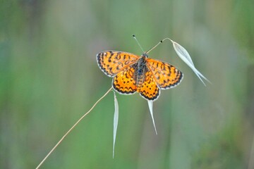 butterfly on flower