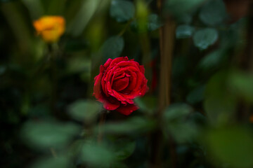 red rose in garden