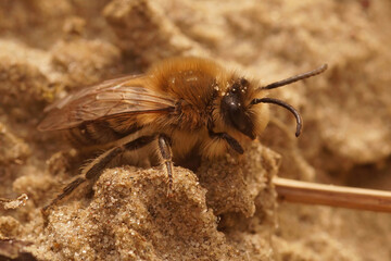Closeup on a male spring mining Early cellophane solitary bee,  bee, Colletes cunicularius, crawling in the sand