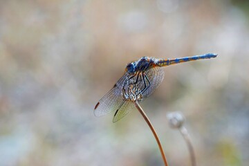 dragonfly on a branch