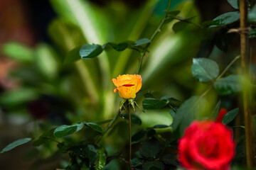 yellow rose in the garden