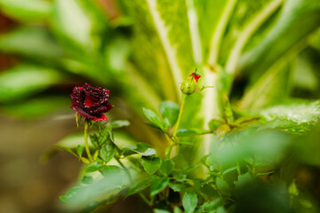 dark red rose in garden