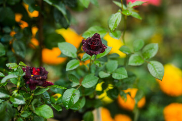 butterfly on a flower