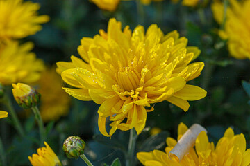 beautiful bushes of yellow chrysanthemum flowers
