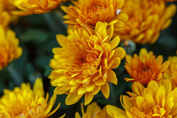 beautiful bushes of yellow chrysanthemum flowers