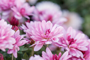Fototapeta premium beautiful chrysanthemum flower bushes pink colors