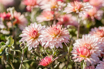 Fototapeta premium beautiful chrysanthemum flower bushes pink colors