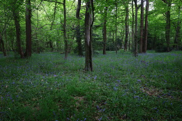 View in a forest of the department of Haute-Savoie