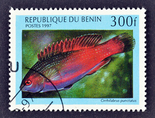 Cancelled postage stamp printed by Benin, that shows Dotted Wrasse (Cirrhilabrus punctatus), circa...