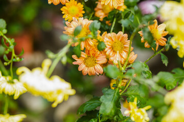 yellow flowers in the garden