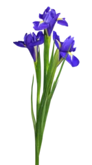 Poster Im Rahmen Purple iris flowers in a small bouquet isolated on white or transparent background © Ortis