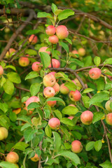 Ripe juicy apples hanging on branch in orchard garden. Close-up. Farming food harvest gardening. Vertical photo