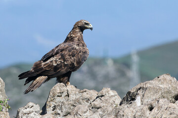 A golden eagle watching from a summit