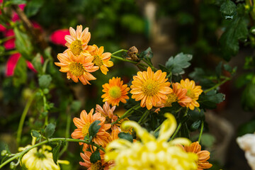 yellow and red flowers