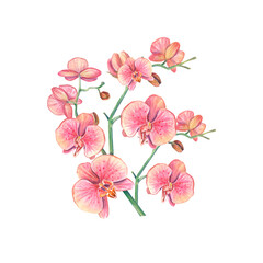 Orchid branch on a white background. Watercolor illustration of a tropical pink flower. A postcard with a bouquet of orchids. Floral botanical illustration for background, design, pack, spa, template