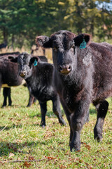 Fototapeta premium Cows