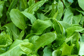 Green leaves of sorrel. Vegetable culture and medicinal plant Rumex acetosa, rich in vitamins and minerals. Selective focus