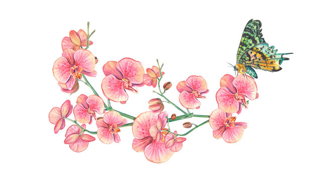 Horizontal branch of an orchid with a butterfly. Watercolor botanical illustration of a tropic. A flower bouquet is suitable for weddings, postcards, wallpaper, background, packaging, spa, textiles.