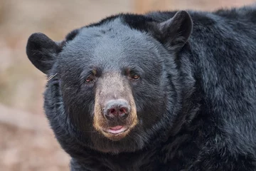 Fotobehang Beer Black Bear  © Michael