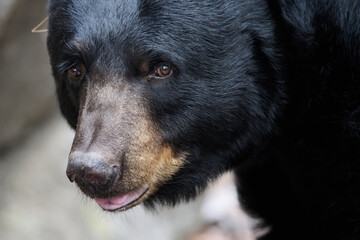 Black Bear closeup