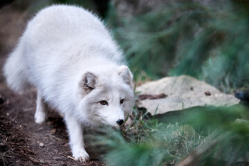 Arctic Fox